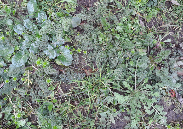 Blumenwiese 2020-03-08